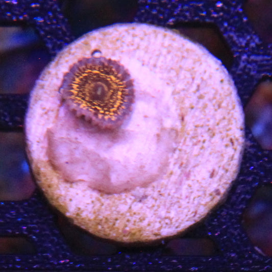 Stratosphere Zoa