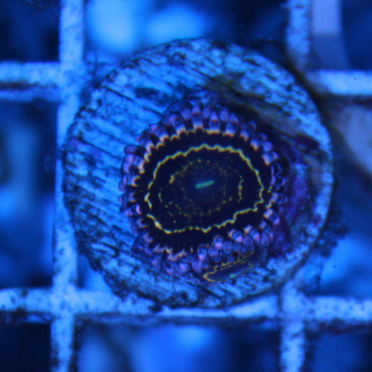 Stratosphere Zoa with 3 babies