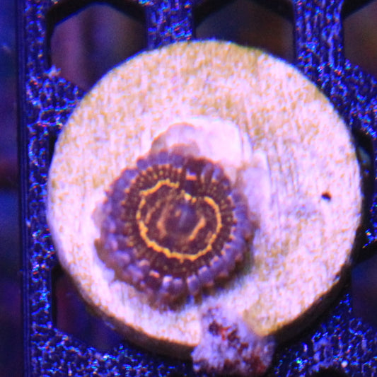 Stratosphere Zoa