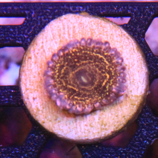 Stratosphere Zoa