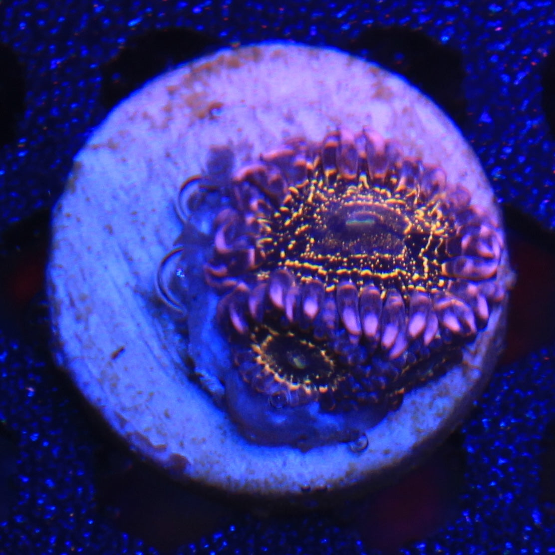 Stratosphere Zoa