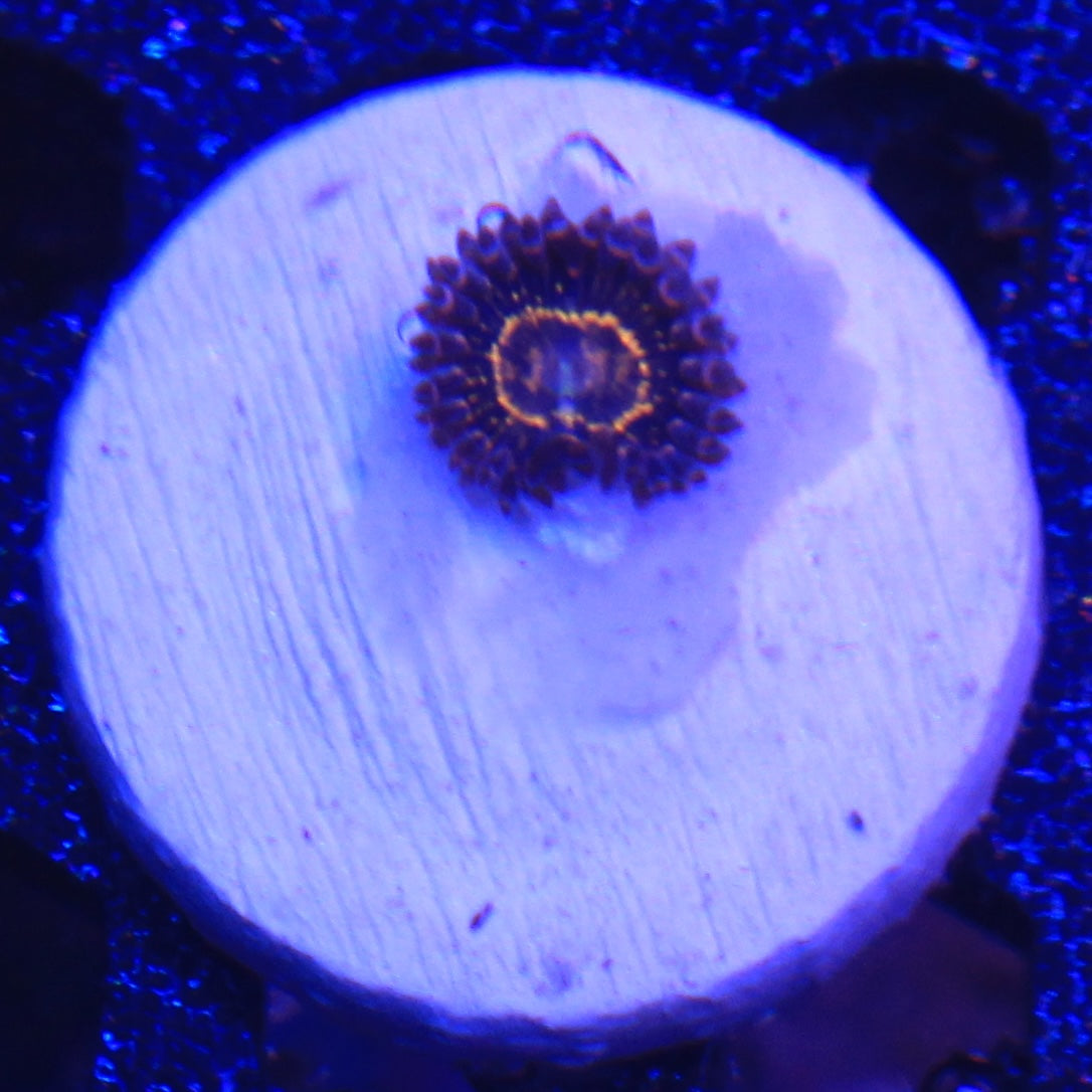 Stratosphere Zoa