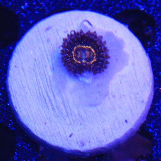 Stratosphere Zoa