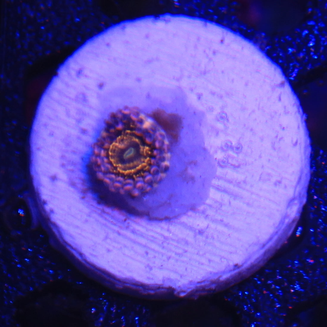 Stratosphere Zoa