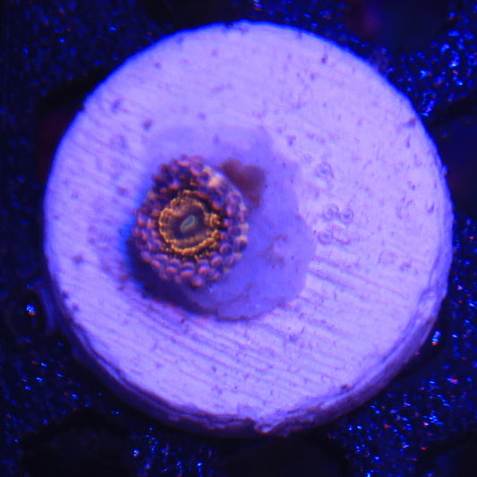 Stratosphere Zoa