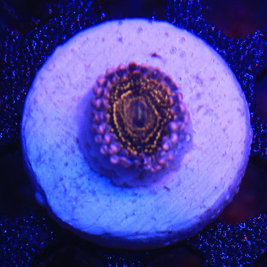 Stratosphere Zoa