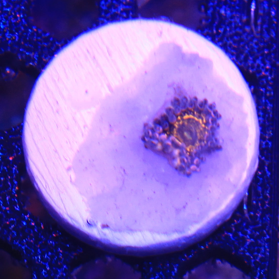 Stratosphere Zoa