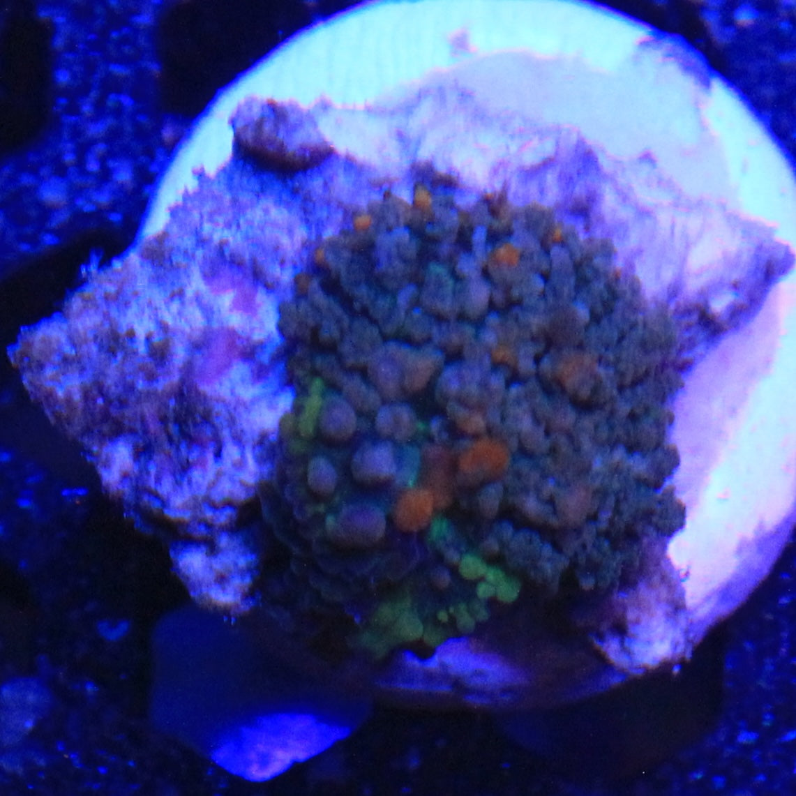 Sunkist bounce Mushroom
