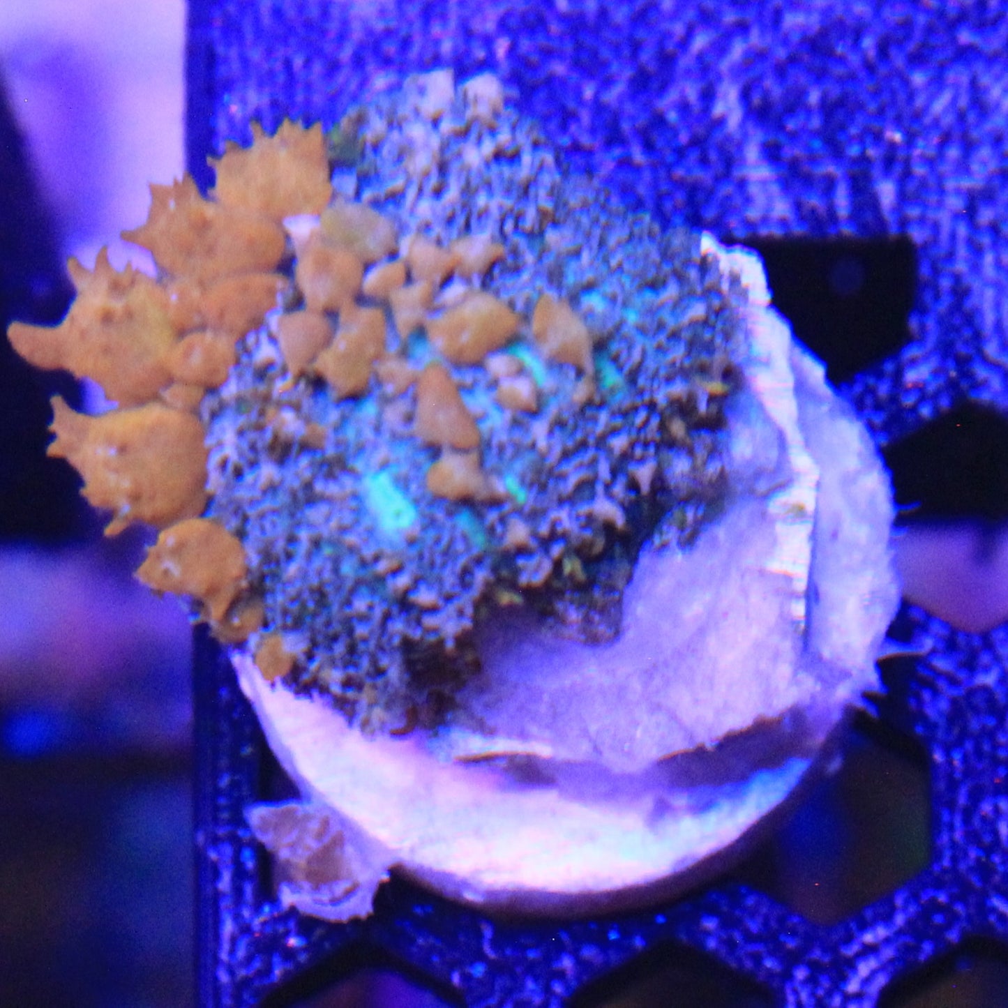Sunkist bounce Mushroom