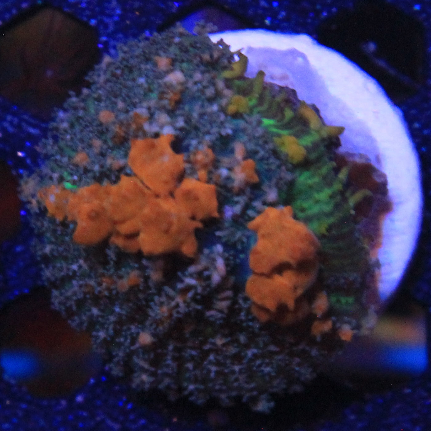 Sunkist bounce Mushroom