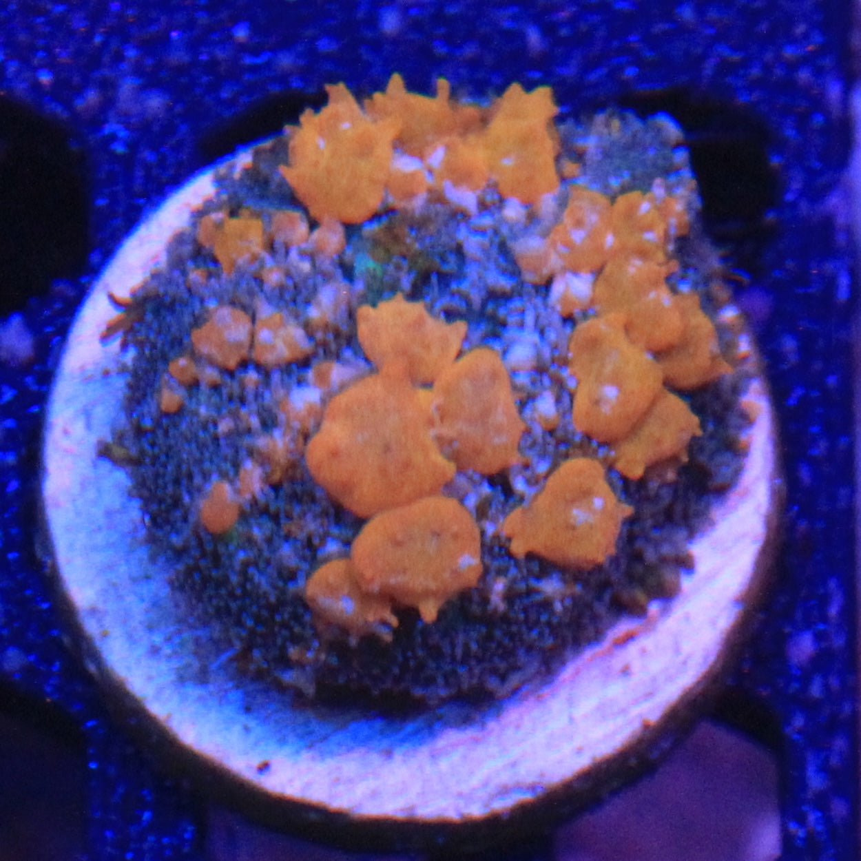 Sunkist bounce Mushroom