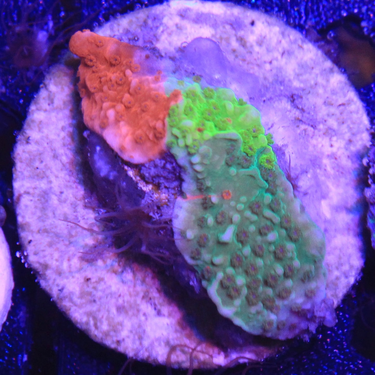 TSA Mind Melt Montipora