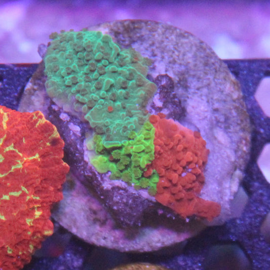 TSA Mind Melt Montipora
