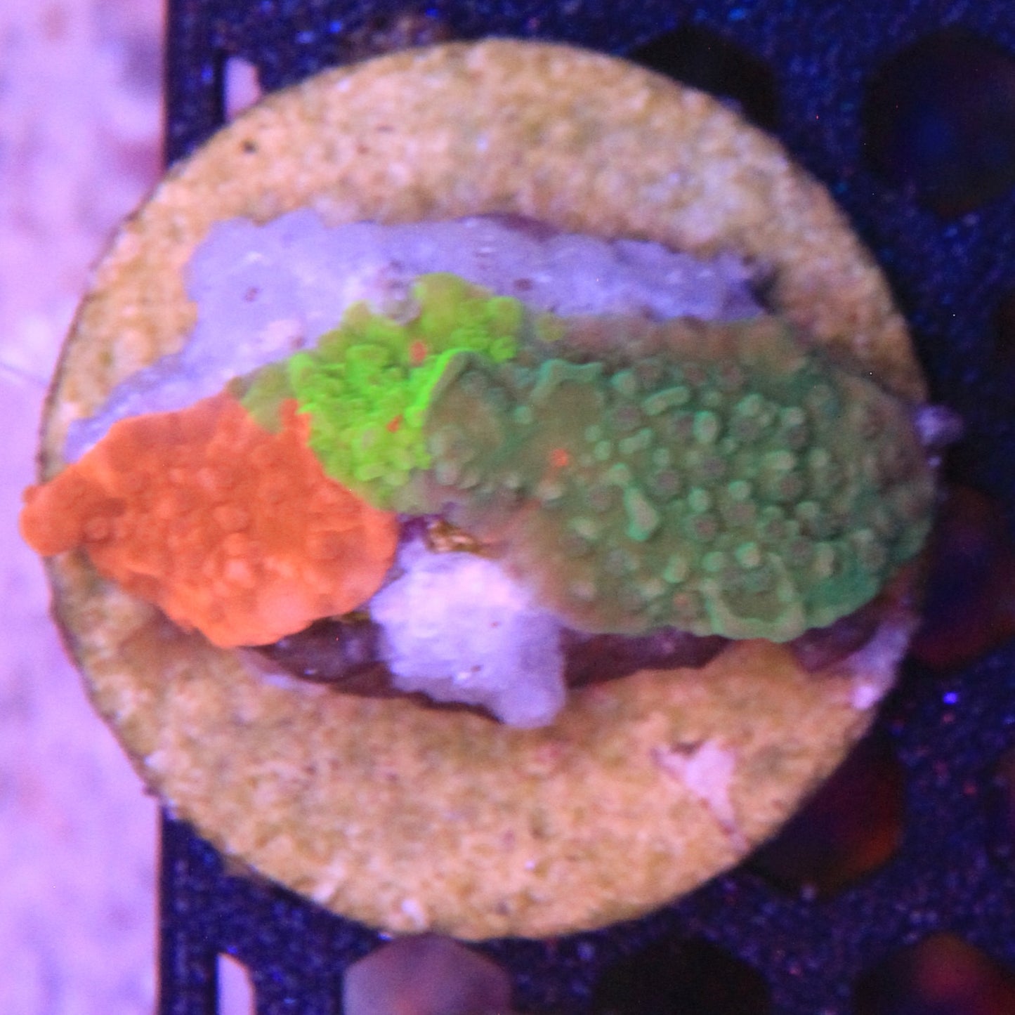 TSA Mind Melt Montipora