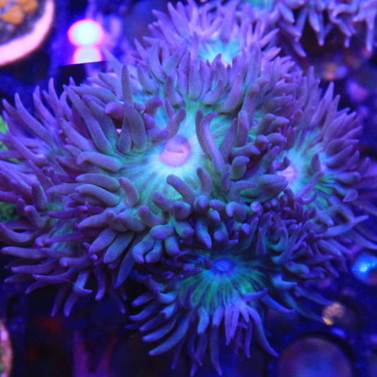Teal Duncan