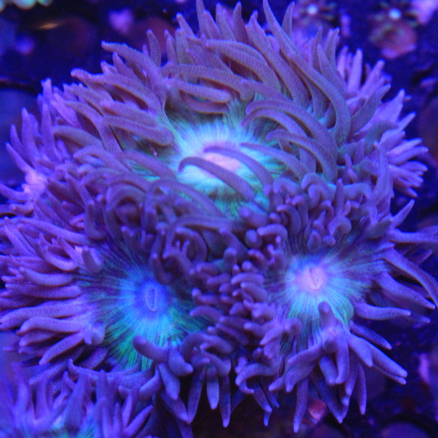 Teal Duncan