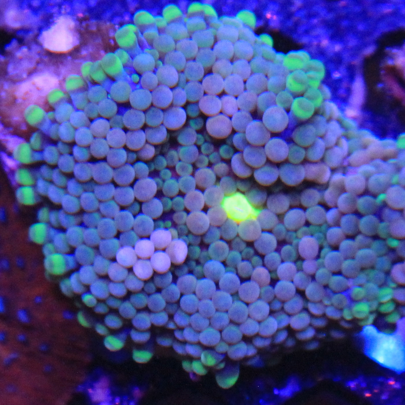 Teal Florida Ricordea