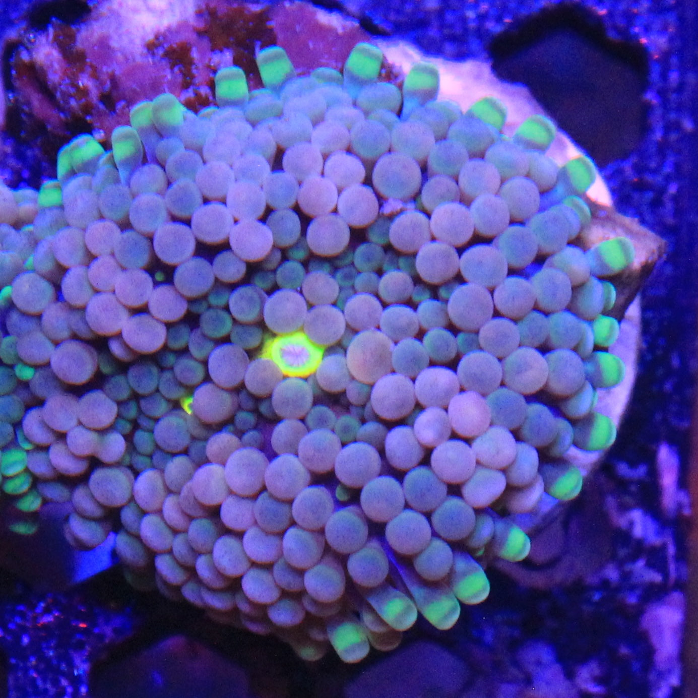 Teal Florida Ricordea