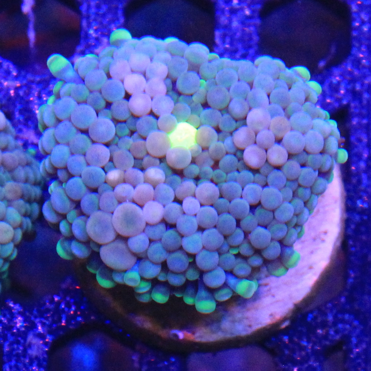 Teal Florida Ricordea3