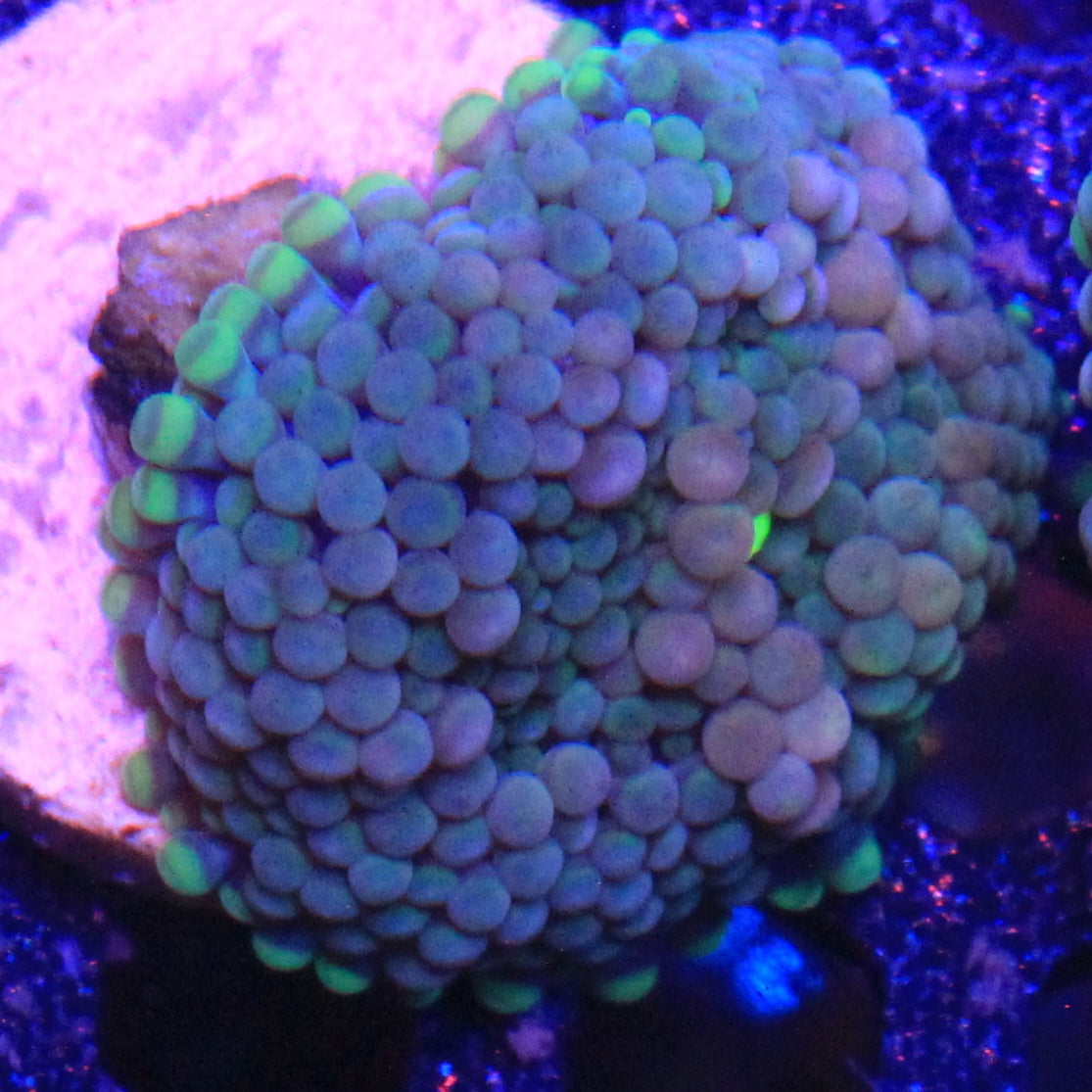 Teal Florida Ricordea