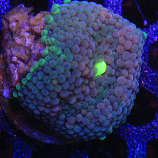 Teal Florida Ricordea