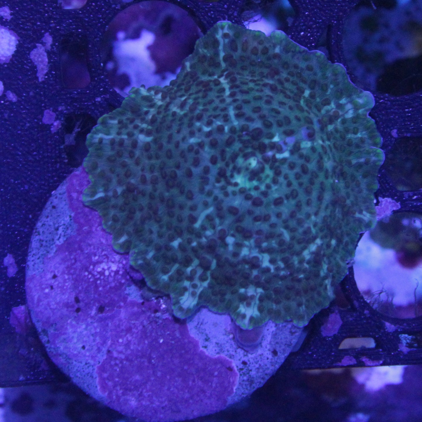 Teal Leopard Mushroom