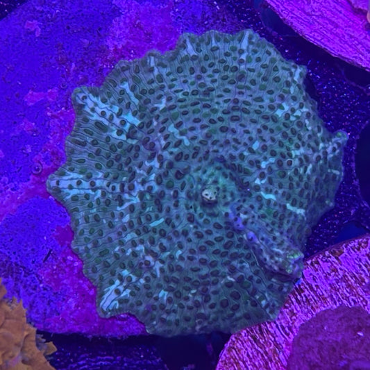 Teal Leopard Mushroom