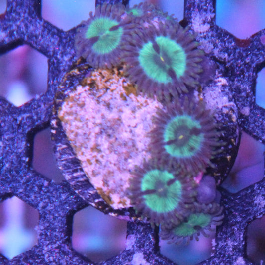 Tidal Gardens Mean Green Zoa