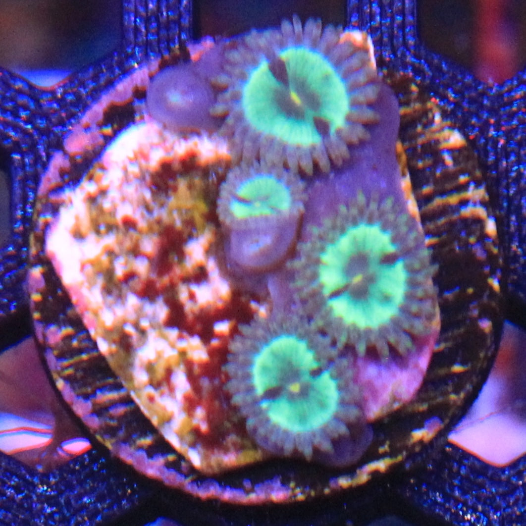 Tidal Gardens Mean Green Zoa