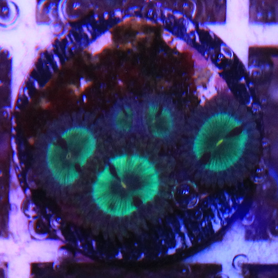 Tidal Gardens Mean Green Zoa