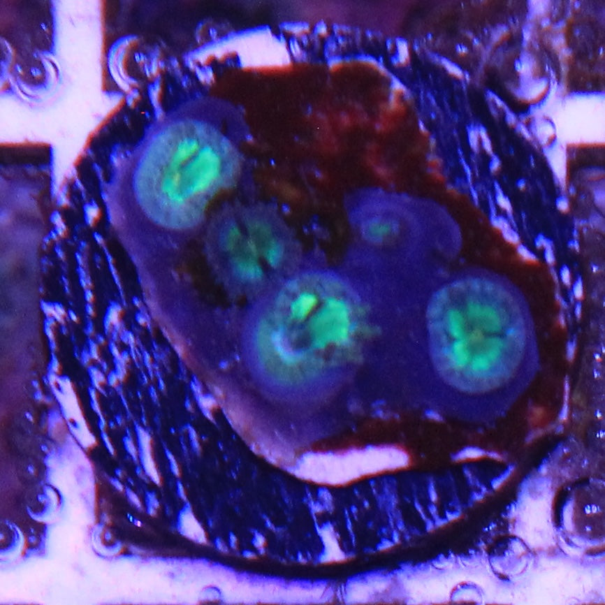 Tidal Gardens Mean Green Zoa