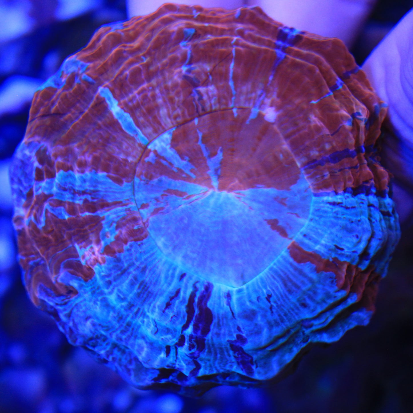 Tie-Dye Acantho
