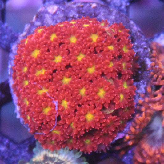 Time Warp Gonipora