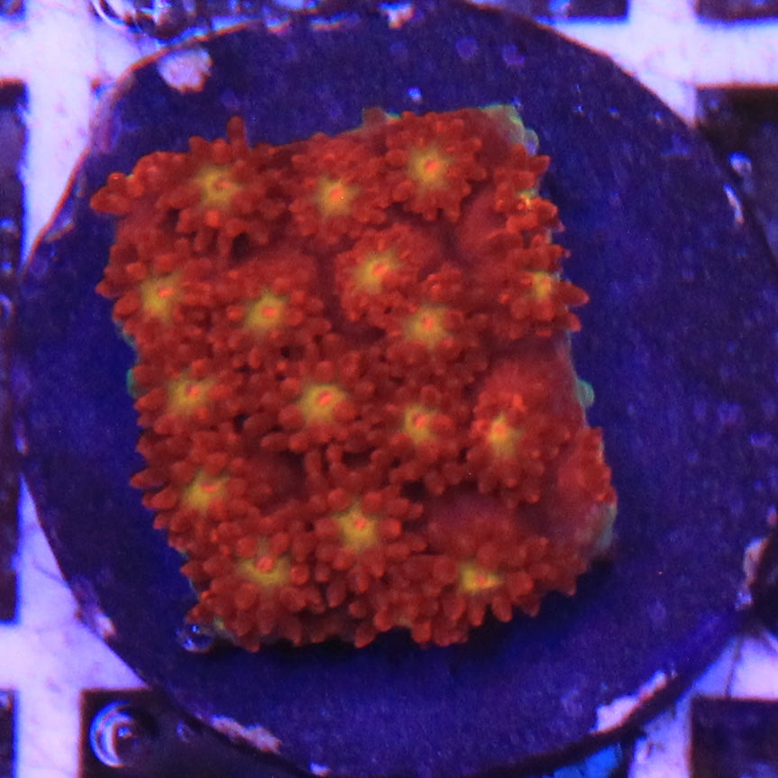 Time Warp Short Polyp Gonipora