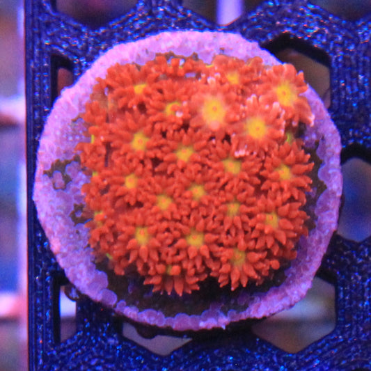 Time Warp Short Polyp Gonipora