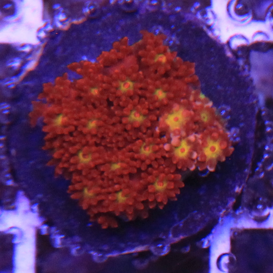 Time Warp Short Polyp Gonipora