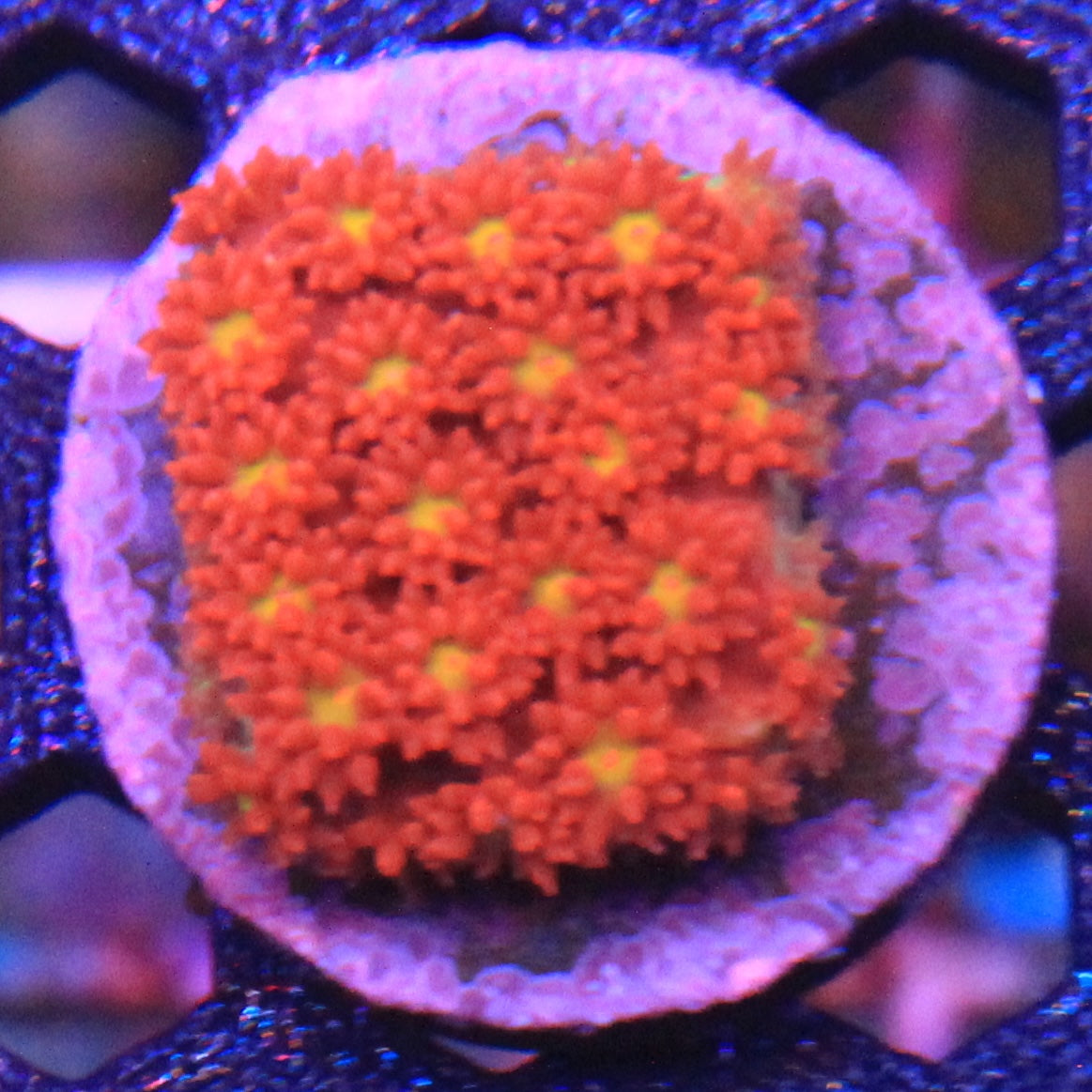 Time Warp Short Polyp Gonipora