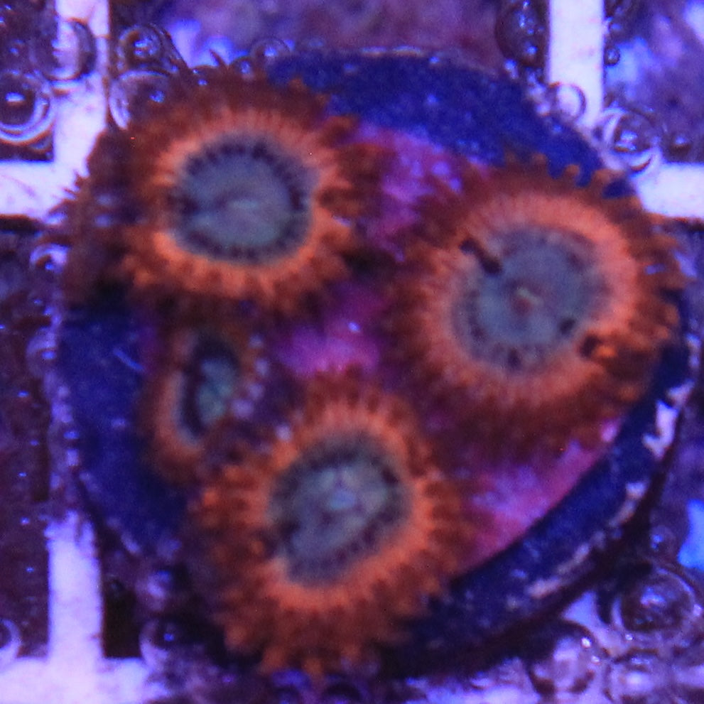Volcanic War Zoa