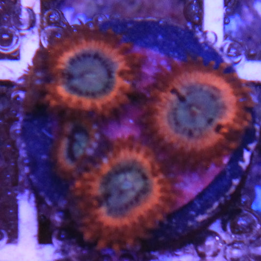 Volcanic War Zoa