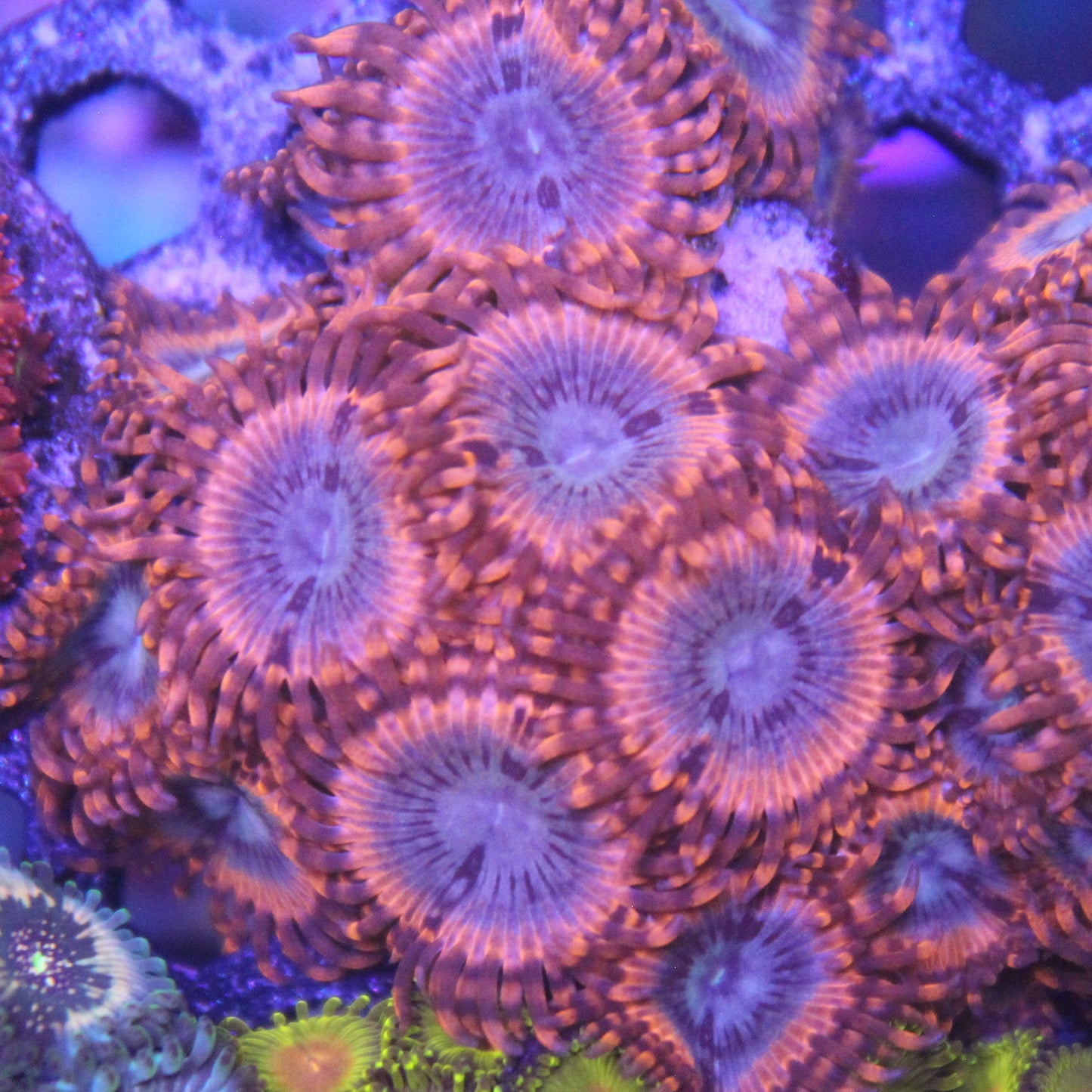 Volcanic War Zoa