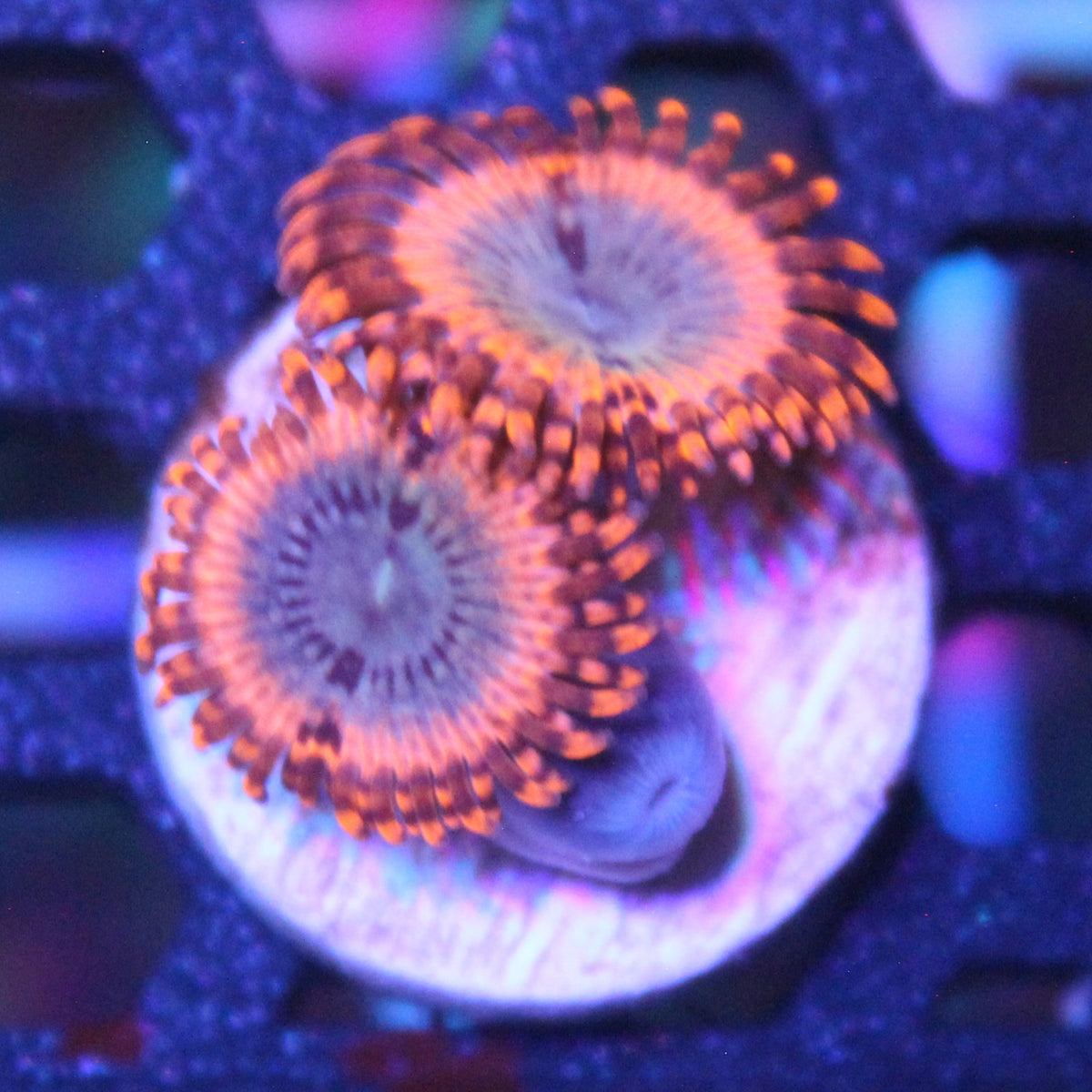 Volcanic War Zoa
