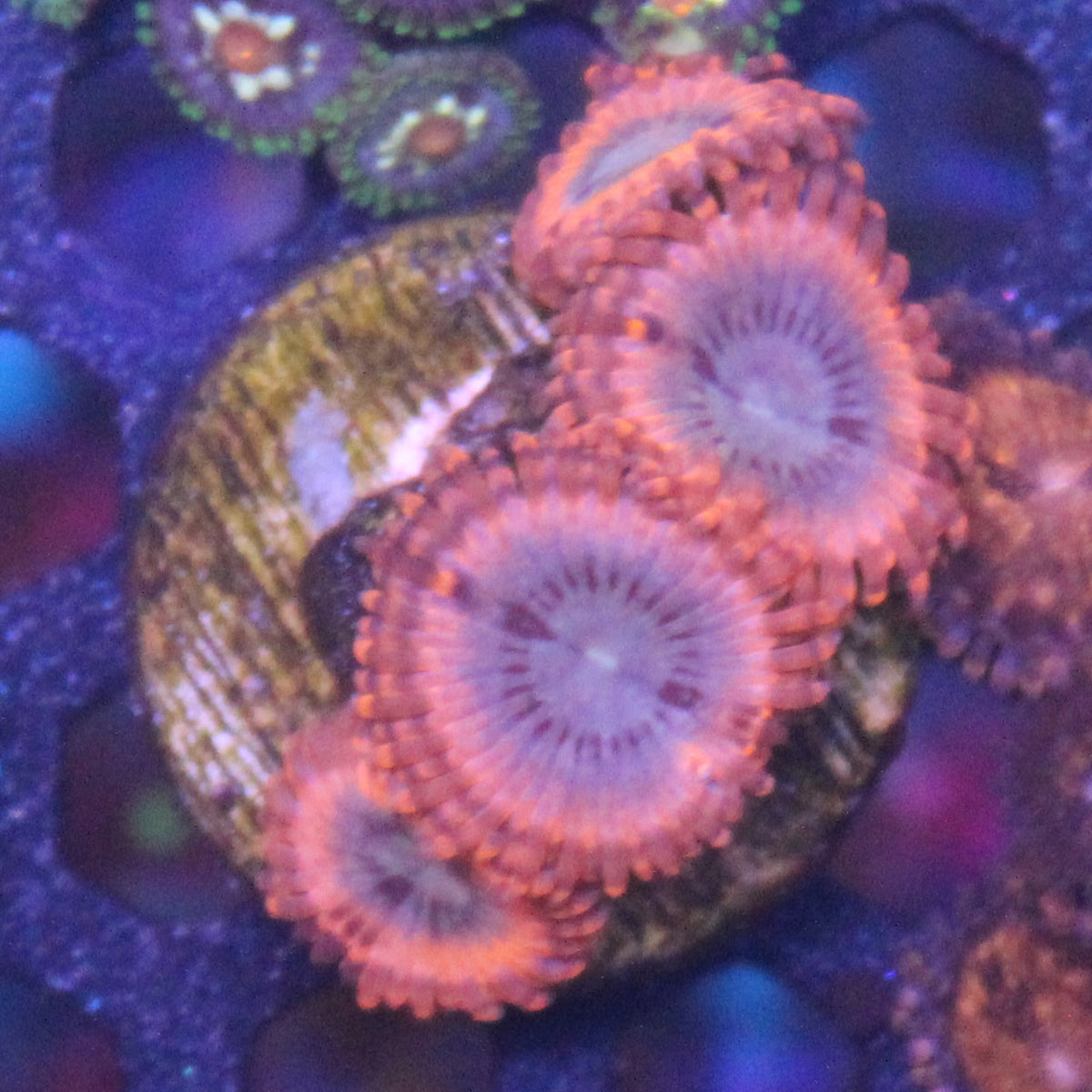 Volcanic War Zoa