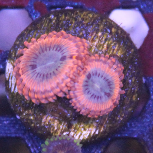 Volcanic War Zoa