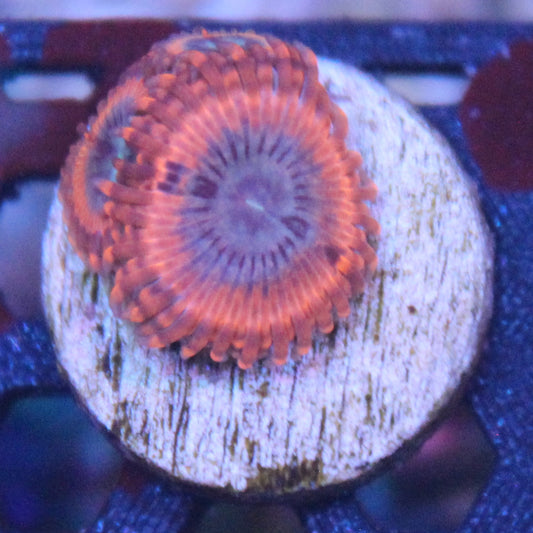 Volcanic War Zoa