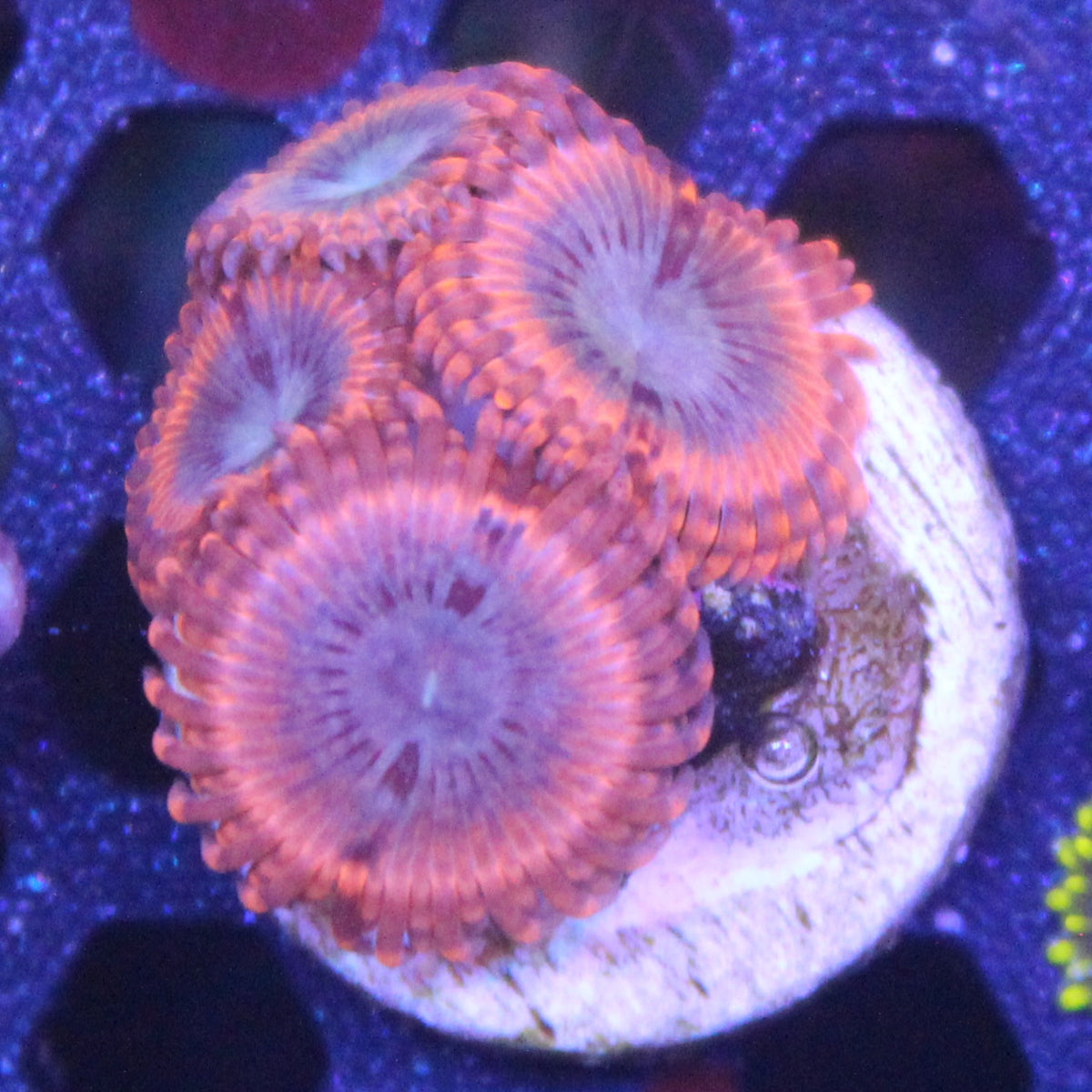 Volcanic War Zoa