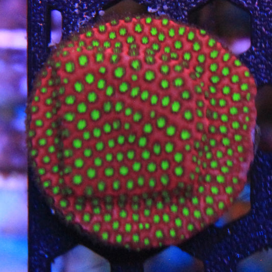WWC Electric Daisy Stylocoeniella