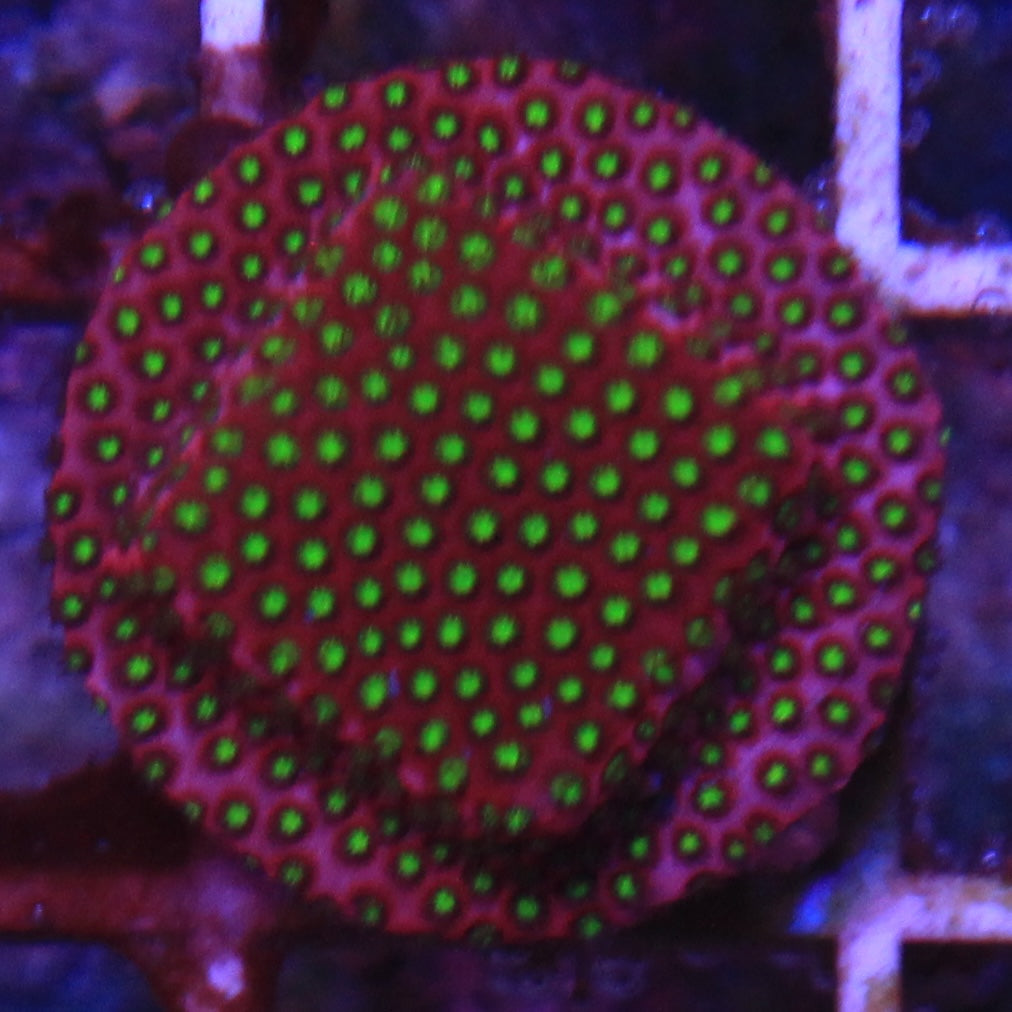 WWC Electric Daisy Stylocoeniella