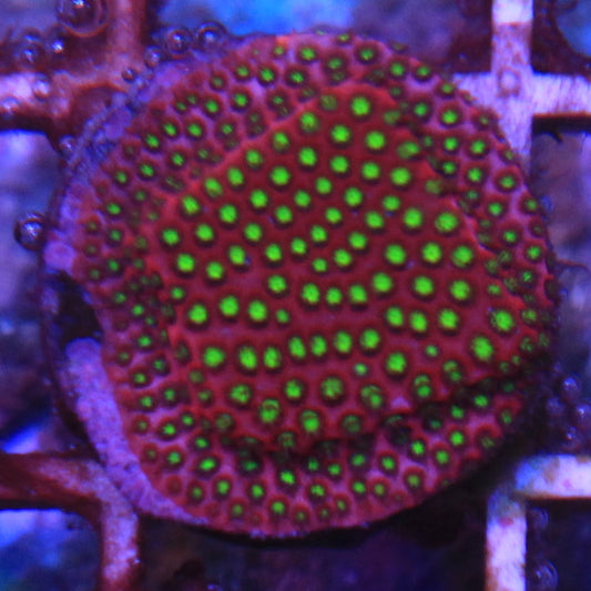 WWC Electric Daisy Stylocoeniella