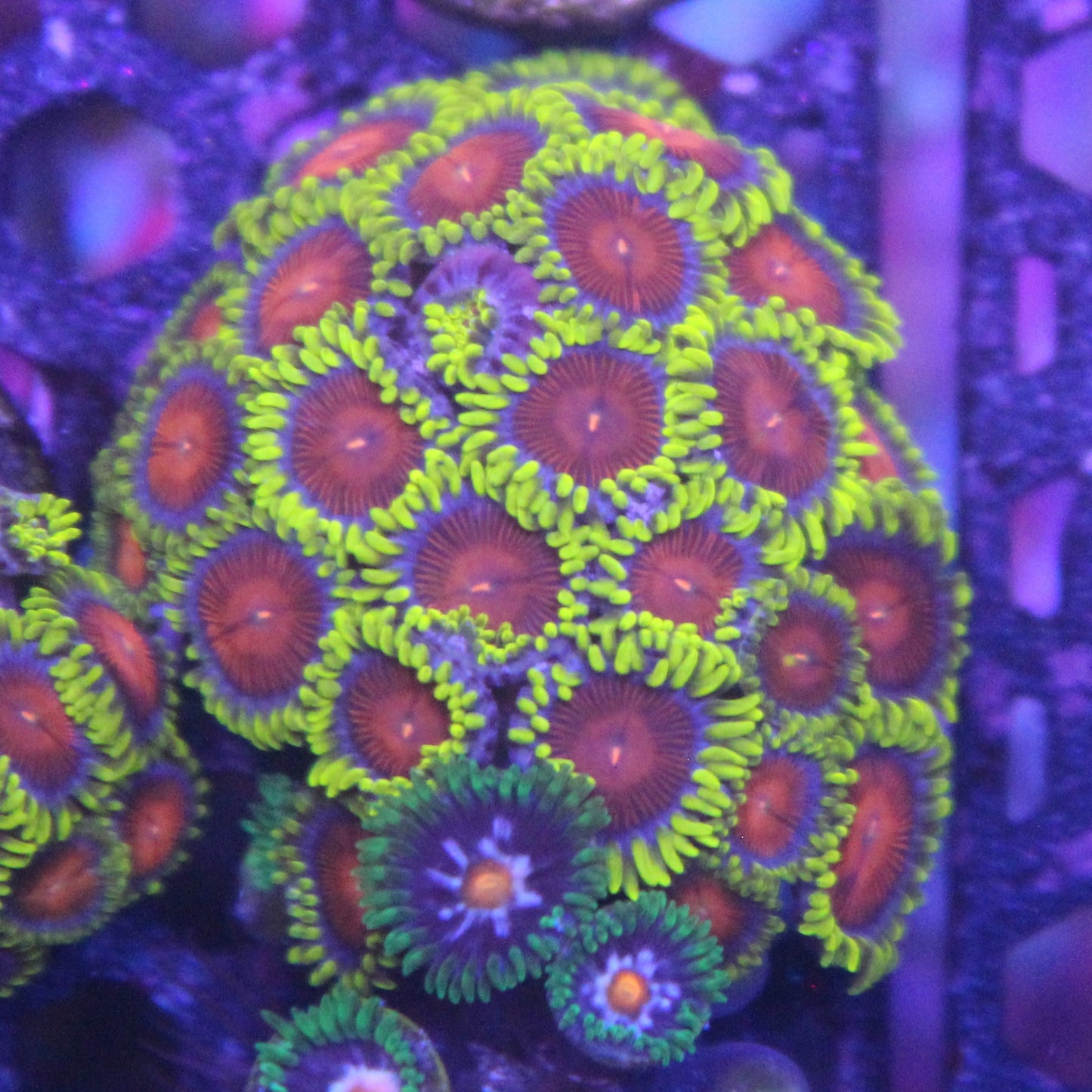Yellow Brick Road Zoa