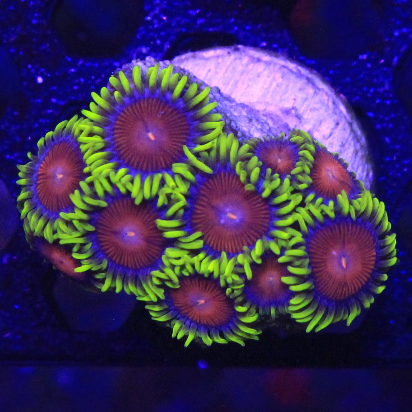Yellow Brick Road Zoa